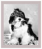 Pippin in a Bubbly Mood