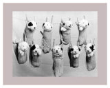 Hung Out to Dry