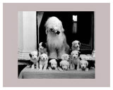 Sheep Dog and Pups