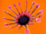 Whirligig