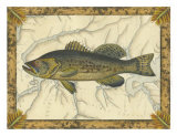 Black Bass on Map