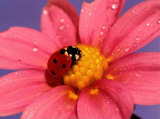 Ladybird