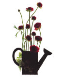Wild Buttercups  Watering Can