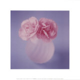 Carnations