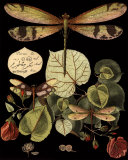 Whimsical Dragonfly on Black II