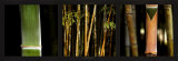 Bamboos