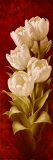 MagnificentTulips II