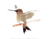 Hummingbird