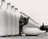 Kittens in Paradise