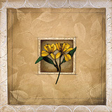 Framed Lily I