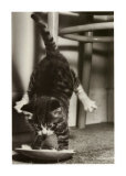 Cat Tipsy