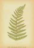 Ferns