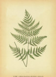 Ferns