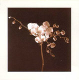 Dogwood