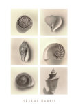 Shell Composition