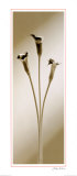 Calla