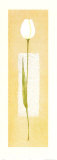 White Tulip on Papyrus