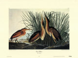 Least Bittern