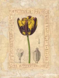 Tulipanes Bessa I