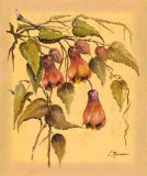 Flores Colgantes III