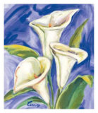 Callas Fondo Azul I