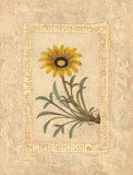 Gazania