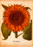 L'Herbier VI