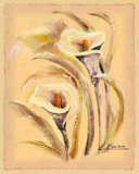 Flores Estereas I