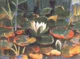 Waterlilies