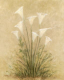 Calla Lilies