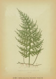 Ferns