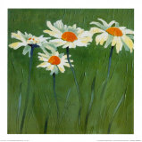 White Daisies