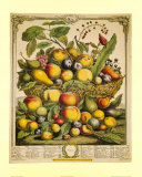 Fruits of the Season Summer