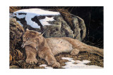 Time to Rest Lynx