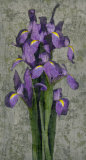 Purple Iris