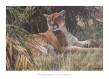 Last Sanctuary- Florida Panther (detail)