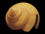 Australian Slit Shell