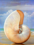 Pearled Nautilus