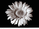 Gerbera