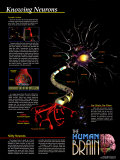 Knowing Neurons