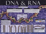 DNA & RNA