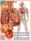 Respiratory System