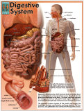 Digestive System