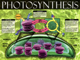 Photosynthesis