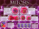 Mitosis & Cytokinesis