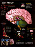Brain Matters