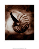 Nautilus