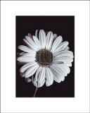 Gerbera