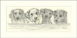 Dog Day Afternoon II
