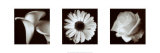 Flower Panel